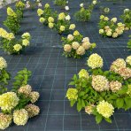 Hortenzia metlinatá (Hydrangea paniculata) ´MAGICAL SWEET SUMMER®´ - výška 30-50 cm, kont. C3L